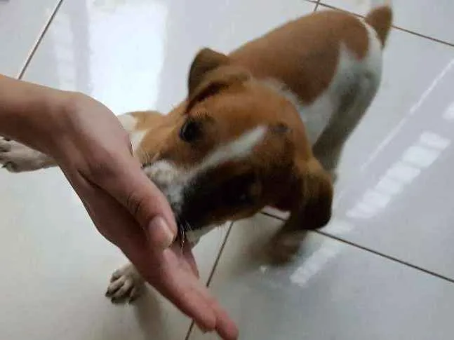 Cachorro raça vira-lata  idade  nome não tem nome