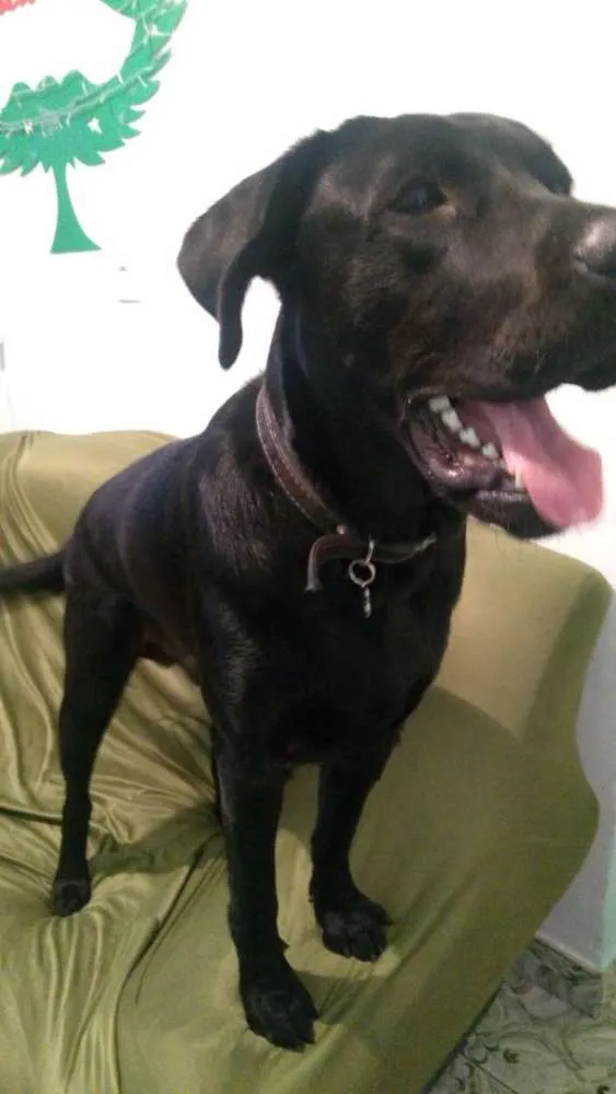 Cachorro ra a Labrador idade 7 a 11 meses nome Marley