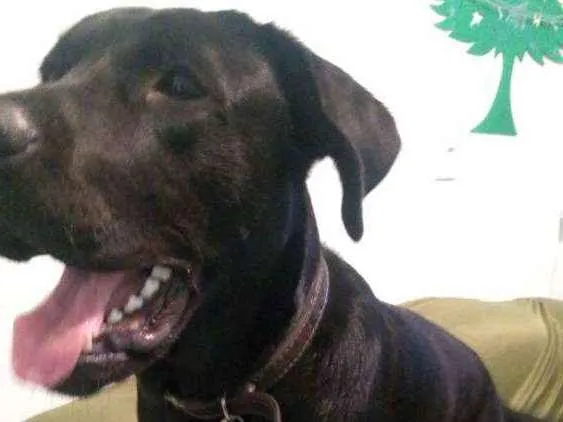 Cachorro ra a Labrador idade 7 a 11 meses nome Marley