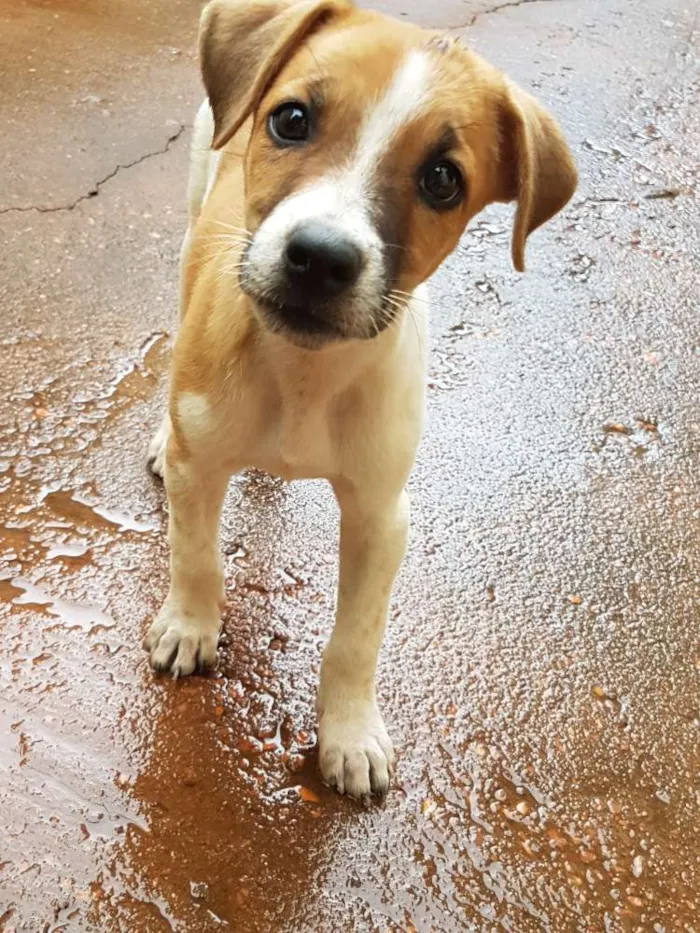 Cachorro raça vira-lata  idade  nome não tem nome