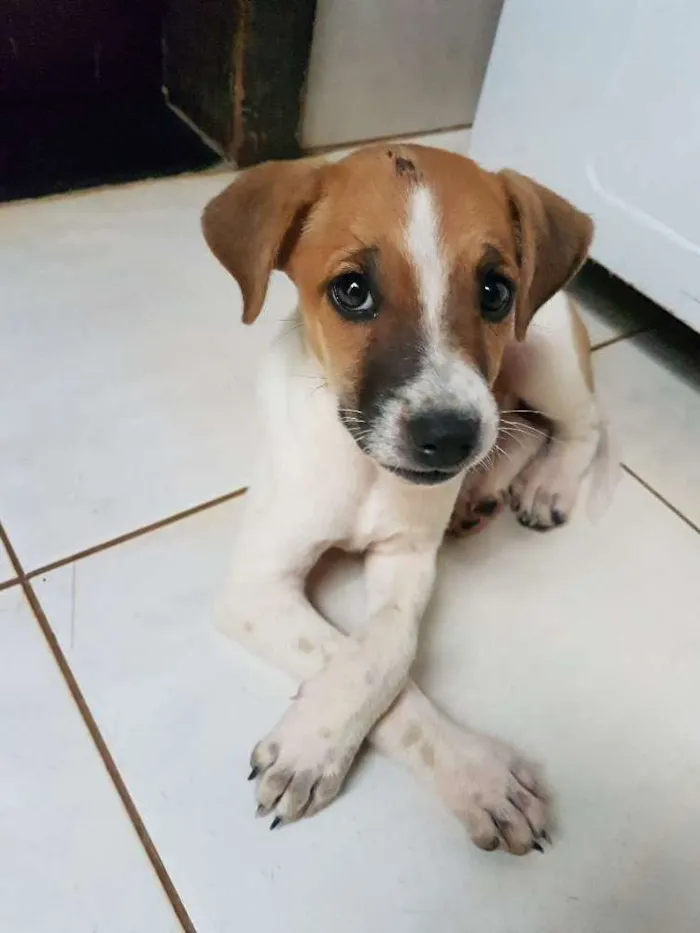 Cachorro raça vira-lata  idade  nome não tem nome
