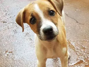 Cachorro raça vira-lata  idade  nome não tem nome