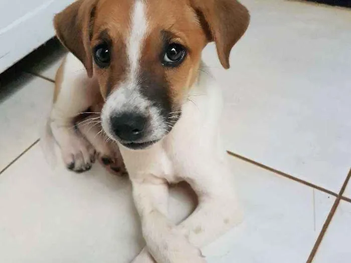 Cachorro raça vira-lata  idade  nome não tem nome