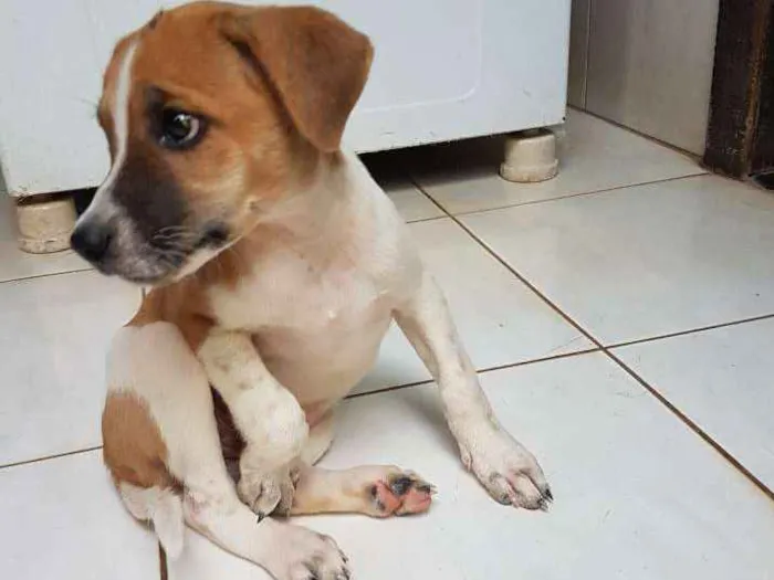 Cachorro raça vira-lata  idade  nome não tem nome