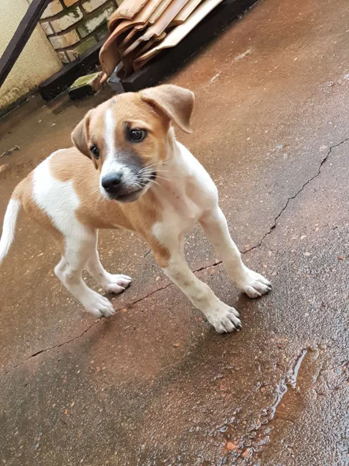 Cachorro raça vira-lata  idade  nome não tem nome