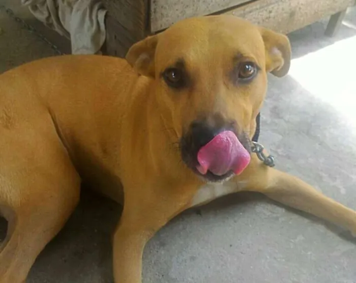 Cachorro ra a SND idade 1 ano nome Safadão