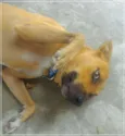 Safadão