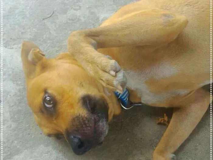 Cachorro ra a SND idade 1 ano nome Safadão