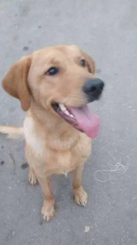 Cachorro raça Labrador idade 1 ano nome Marley