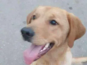 Cachorro raça Labrador idade 1 ano nome Marley