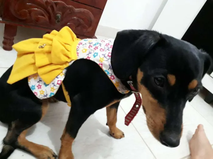 Cachorro raça Vira-lata idade 7 a 11 meses nome Jady