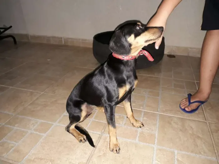 Cachorro raça Vira-lata idade 7 a 11 meses nome Jady