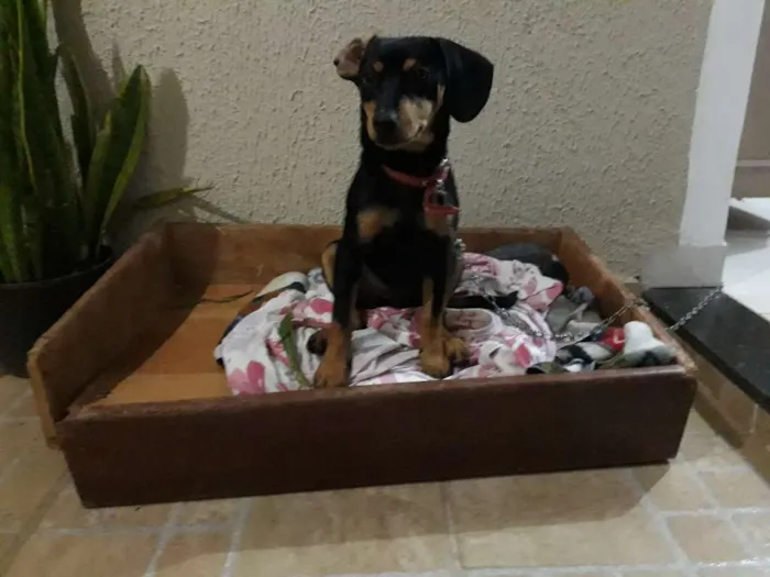 Cachorro raça Vira-lata idade 7 a 11 meses nome Jady