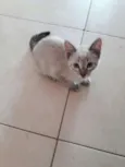 Bela