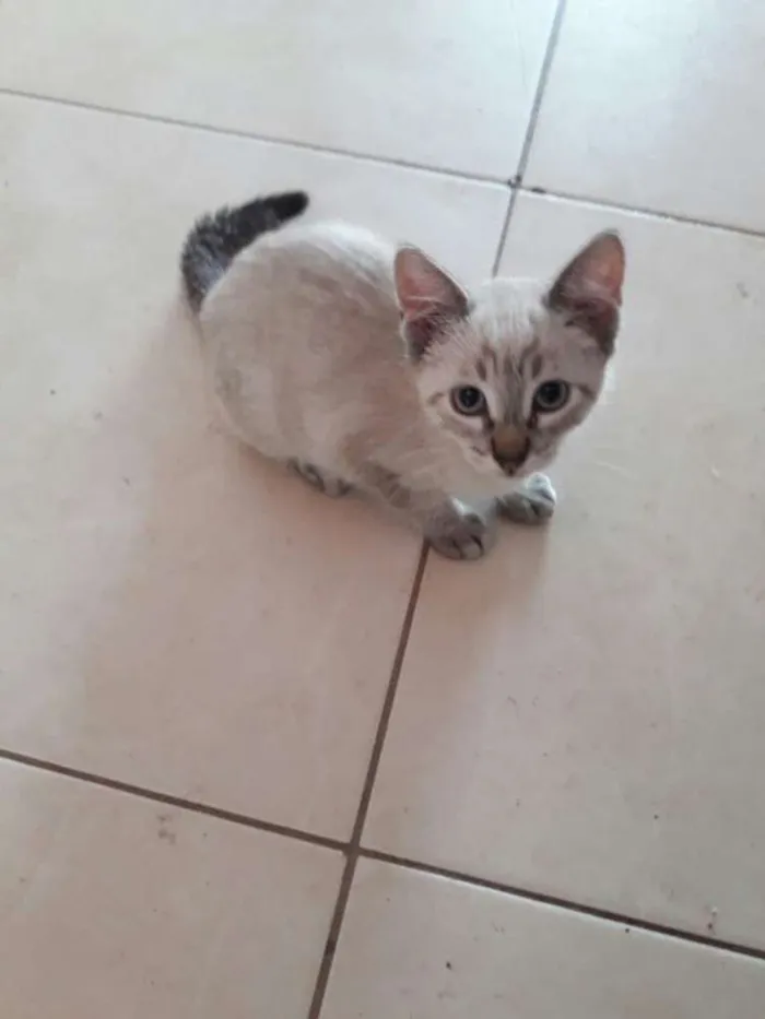 Gato ra a  idade 2 a 6 meses nome Bela