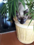 Bela