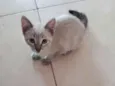 Bela
