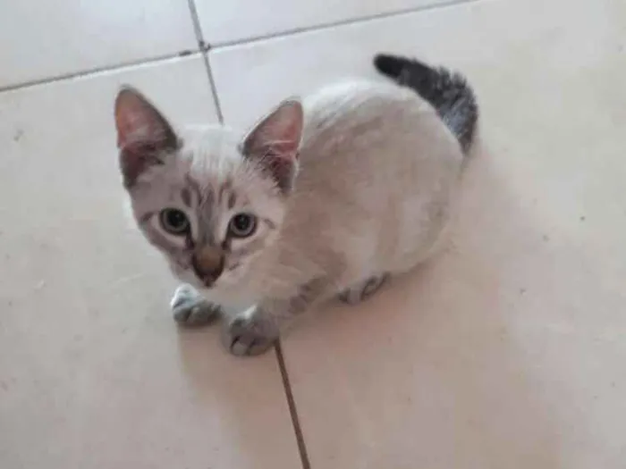 Gato ra a  idade 2 a 6 meses nome Bela