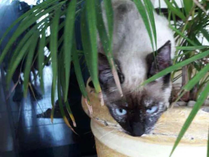 Gato ra a  idade 2 a 6 meses nome Bela