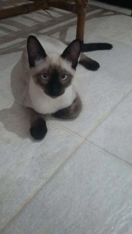 Gato ra a Siamês idade 2 a 6 meses nome Simon e Lombi