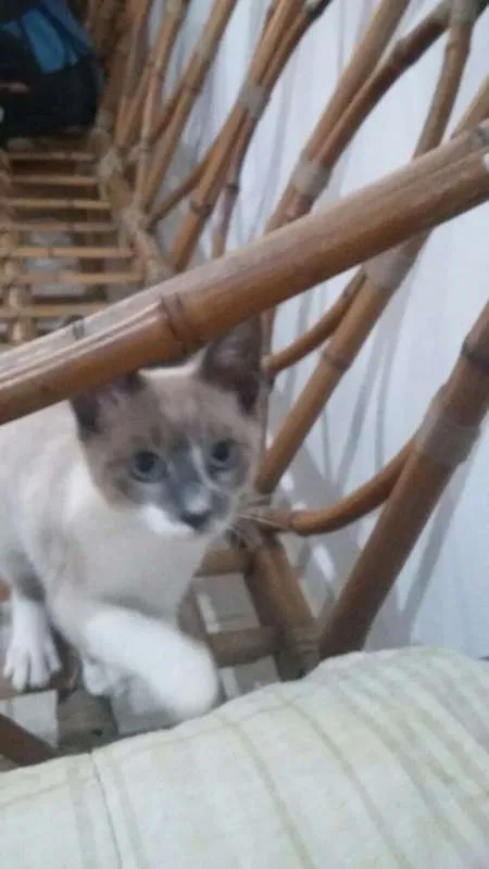 Gato ra a Siamês idade 2 a 6 meses nome Simon e Lombi