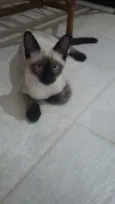 Simon e Lombi
