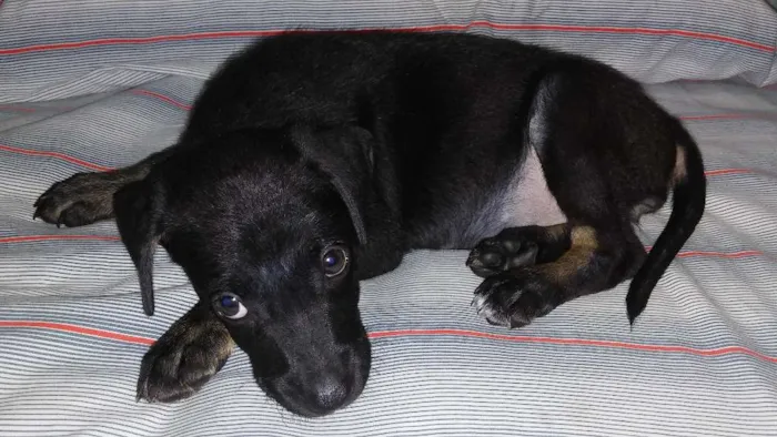Cachorro raça SRD idade Abaixo de 2 meses nome A definir