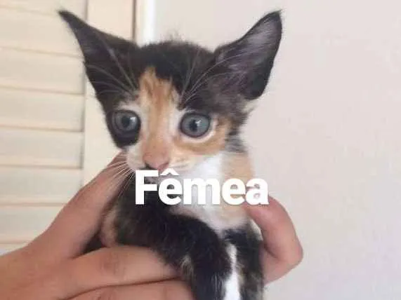 Gato ra a  idade Abaixo de 2 meses nome Sem nome 