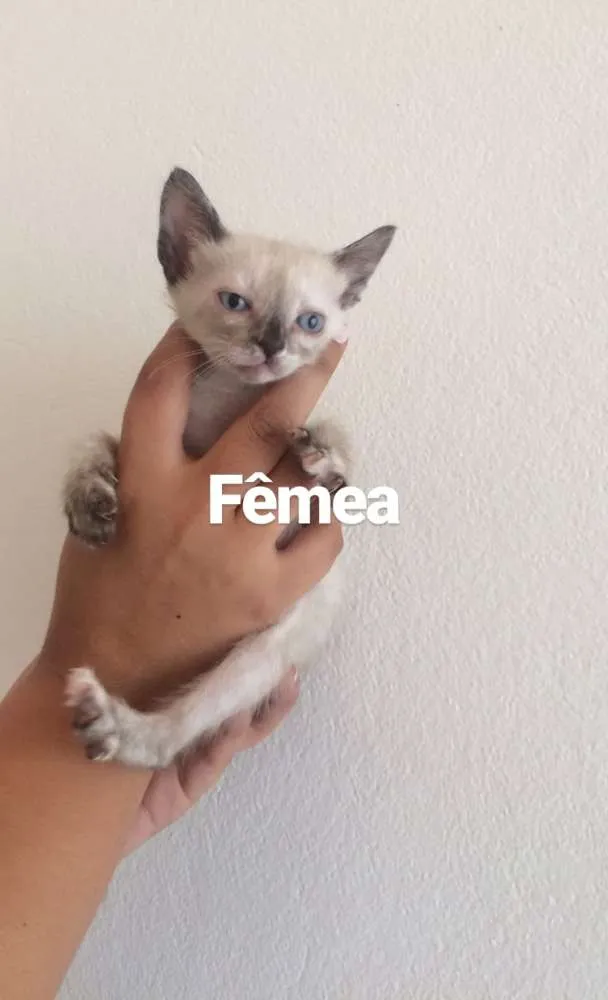 Gato ra a  idade Abaixo de 2 meses nome Sem nome 