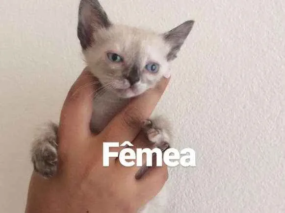 Gato ra a  idade Abaixo de 2 meses nome Sem nome 