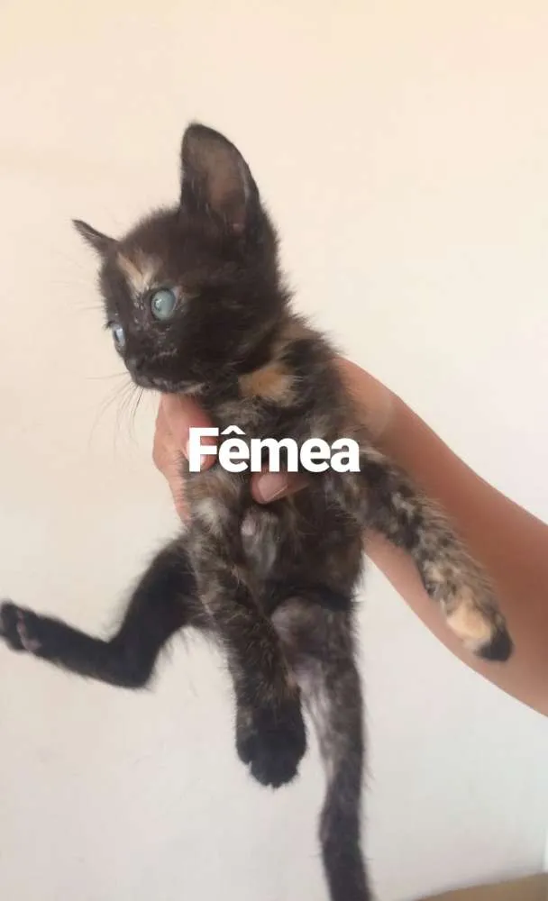 Gato ra a  idade Abaixo de 2 meses nome Sem nome 