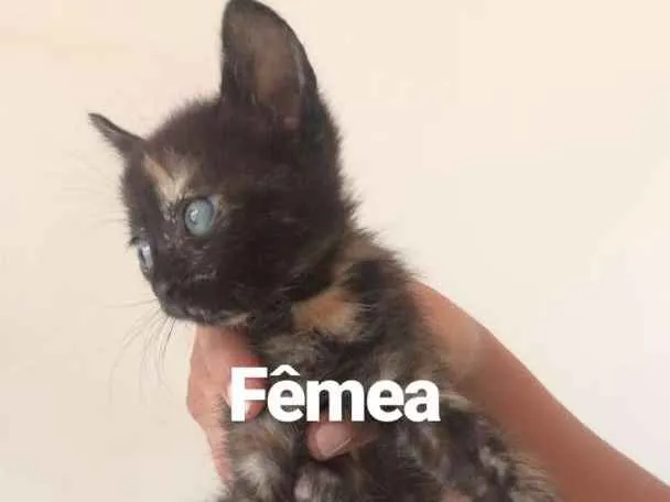 Gato ra a  idade Abaixo de 2 meses nome Sem nome 