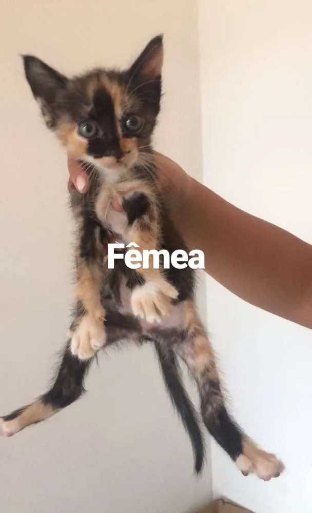 Gato ra a  idade Abaixo de 2 meses nome Sem nome 