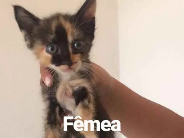 Gato ra a  idade Abaixo de 2 meses nome Sem nome 