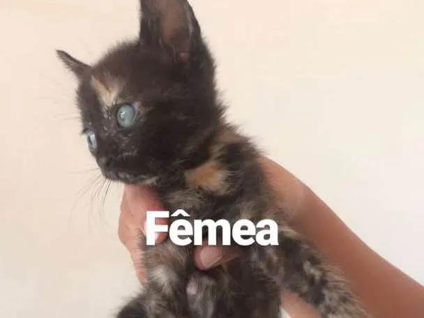 Gato ra a  idade Abaixo de 2 meses nome Sem nome 