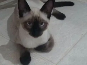 Gato raça Siamês idade 2 a 6 meses nome Simon e Lombi