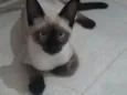 Simon e Lombi
