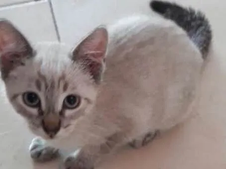 Gato ra a  idade 2 a 6 meses nome Bela