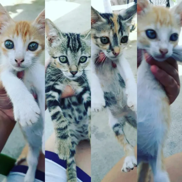 Gato raça Não sei idade Abaixo de 2 meses nome Não tem nomes ainda