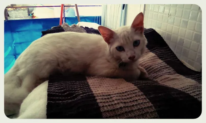 Gato ra a SRD idade 2 a 6 meses nome Fofo