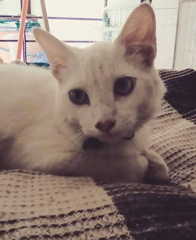 Gato ra a SRD idade 2 a 6 meses nome Fofo