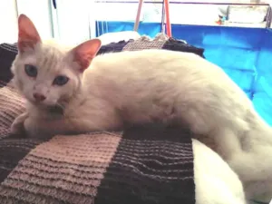 Gato raça SRD idade 2 a 6 meses nome Fofo