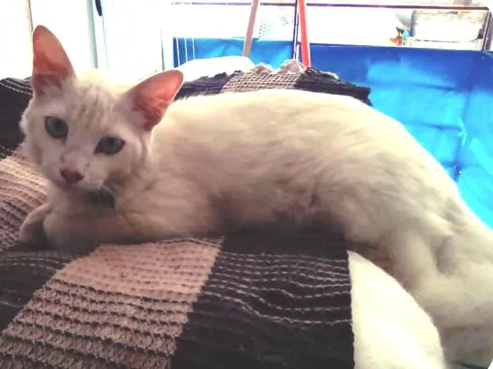 Gato ra a SRD idade 2 a 6 meses nome Fofo