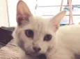 Fofo