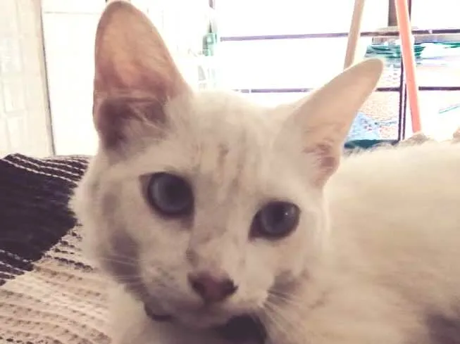 Gato ra a SRD idade 2 a 6 meses nome Fofo