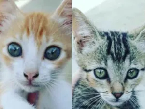 Gato raça Não sei idade Abaixo de 2 meses nome Não tem nomes ainda