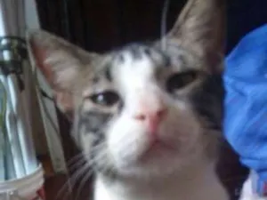 Gato raça Vira Lata Lindo idade 2 a 6 meses nome Menino Meigo