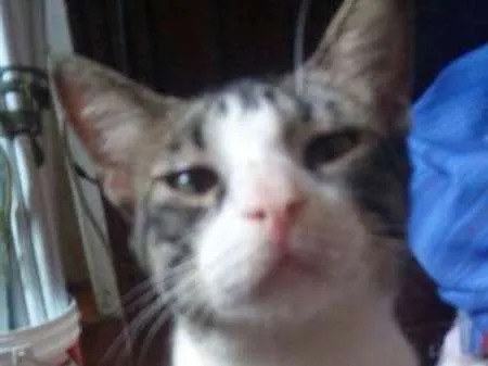 Gato raça Vira Lata Lindo idade 2 a 6 meses nome Menino Meigo