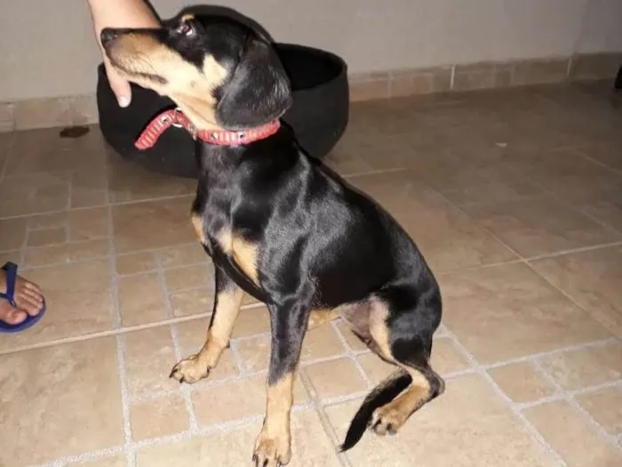Cachorro raça Vira-lata idade 7 a 11 meses nome Jady