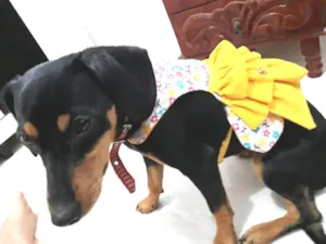 Cachorro raça Vira-lata idade 7 a 11 meses nome Jady
